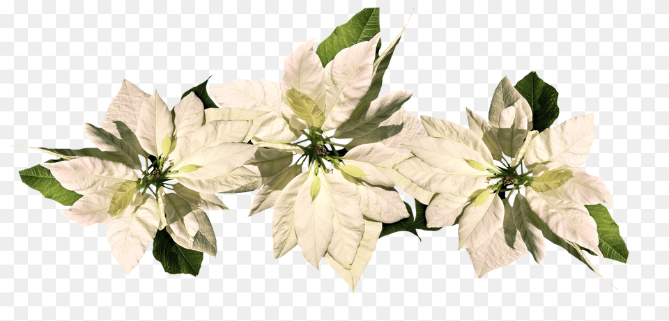 Christmas Flower, Leaf, Petal, Plant Png Image