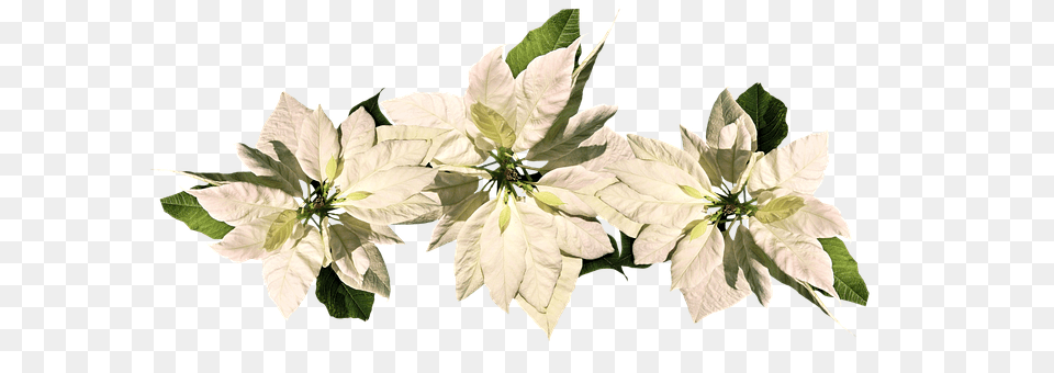 Christmas Flower, Leaf, Petal, Plant Free Png Download
