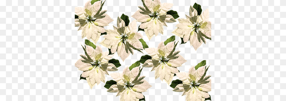 Christmas Flower, Petal, Plant, Dahlia Free Transparent Png