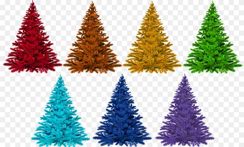 Christmas Plant, Tree, Pine, Christmas Decorations Png Image