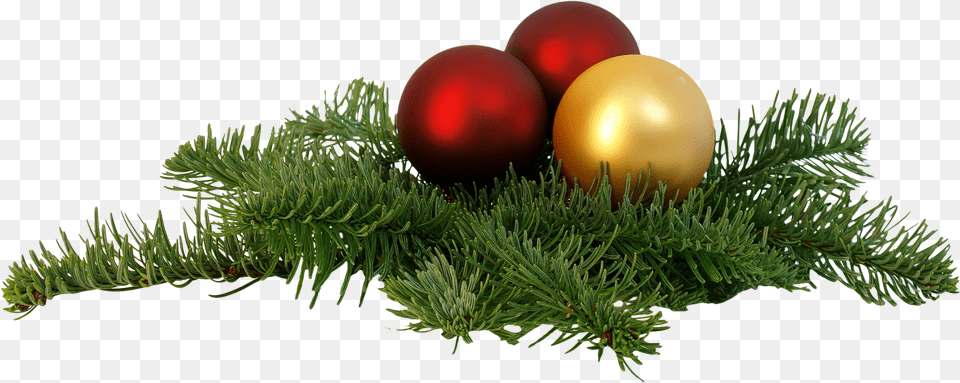 Christmas Background, Conifer, Fir, Plant, Tree Free Png Download