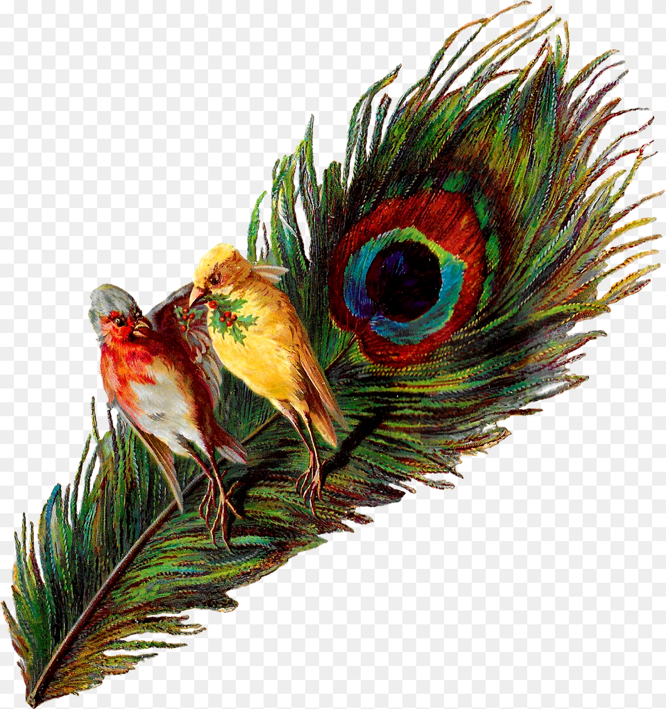 Christmas Birds Peacock Holly Victorian Image Clipart Vintage Peacock Image Transparent, Animal, Beak, Bird Free Png Download