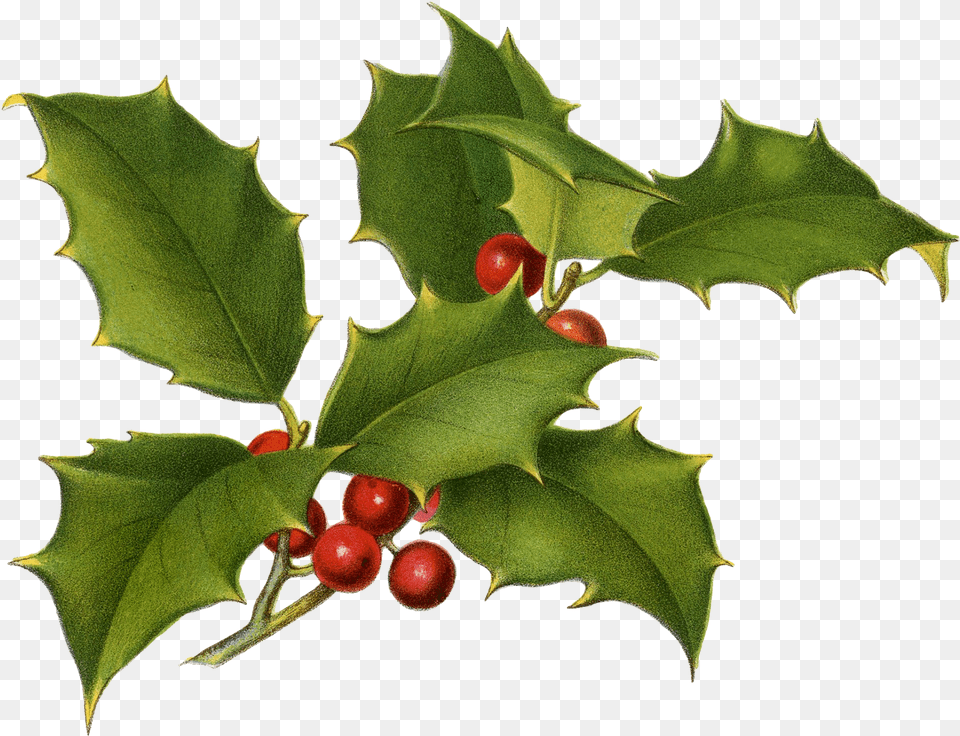 Christmas Botanical Printables, Leaf, Plant, Tree, Food Free Png