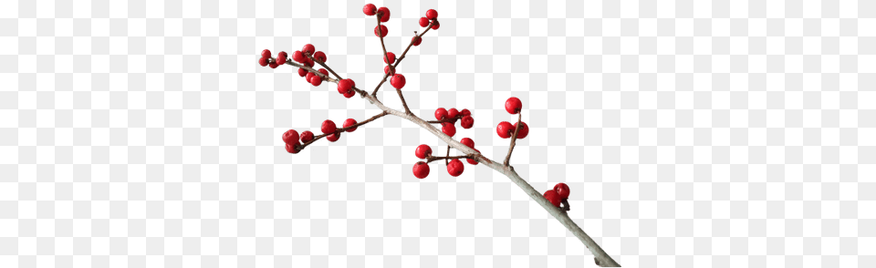 Christmas Branch Decoration Twigs And Berries, Bud, Produce, Plant, Fruit Png Image
