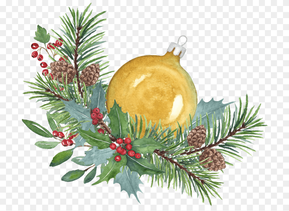 Christmas Branch Illustration, Tree, Conifer, Plant, Christmas Decorations Free Png