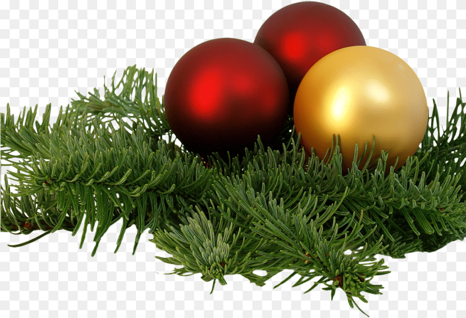 Christmas Branch Christmas Decoration, Conifer, Egg, Fir, Food Free Transparent Png
