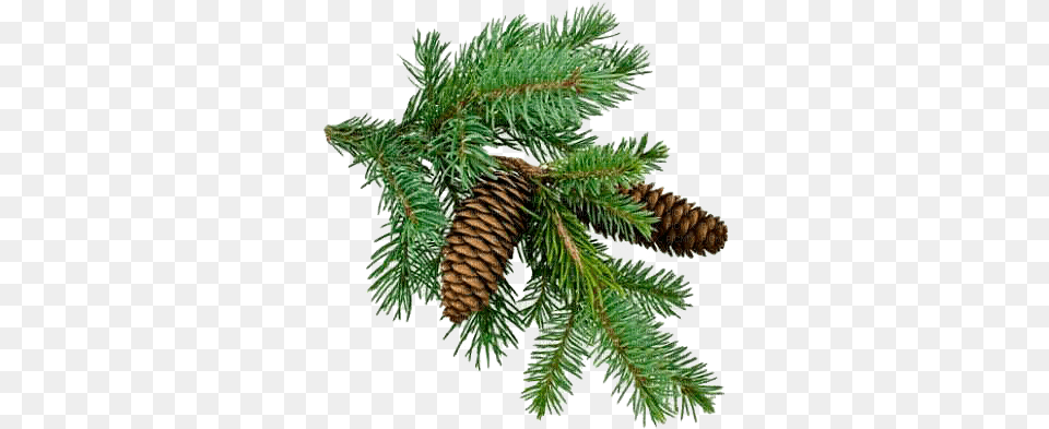 Christmas Branch Transparent U0026 Clipart Free Download Ywd Pine Tree Branch, Conifer, Fir, Plant, Spruce Png Image