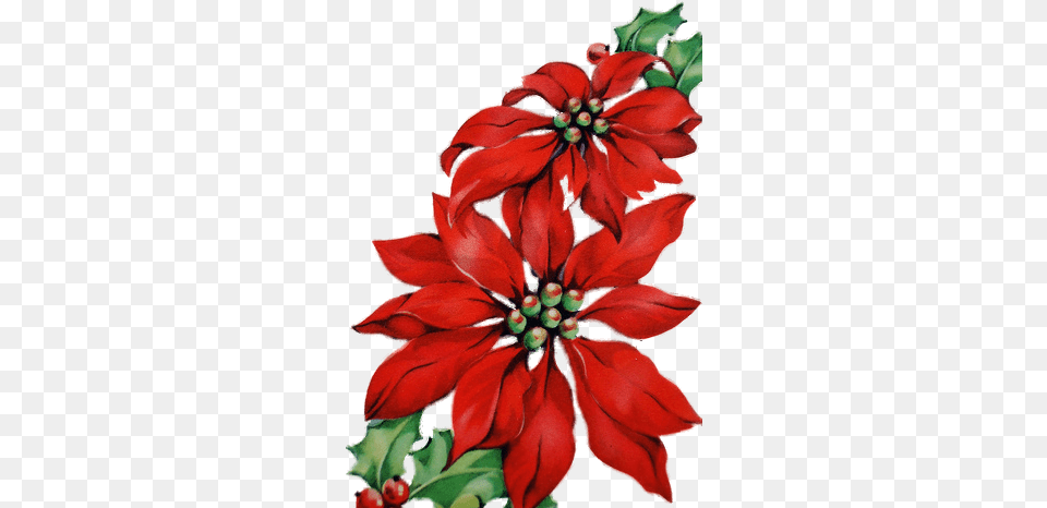 Christmas Card Art Christmas Flower Paint, Geranium, Petal, Plant, Acanthaceae Free Transparent Png