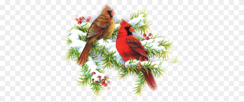 Christmas Cardinals Clip Art Clip Art Cardinals At Christmas, Animal, Bird, Cardinal, Pattern Free Png
