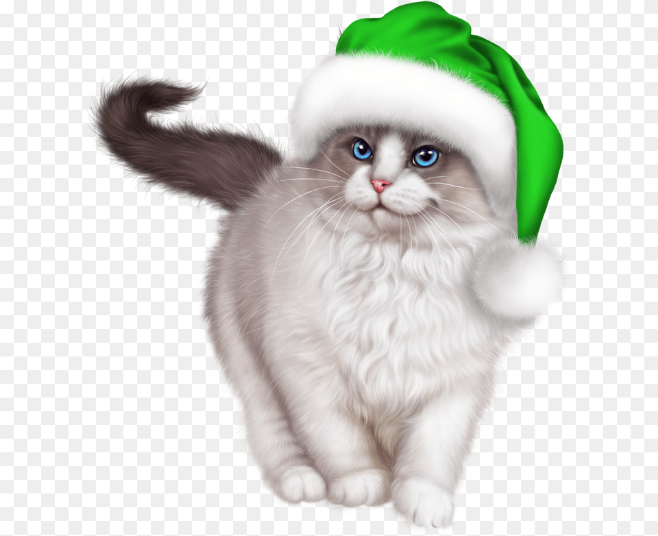 Christmas Cat, Animal, Clothing, Hat, Kitten Free Png