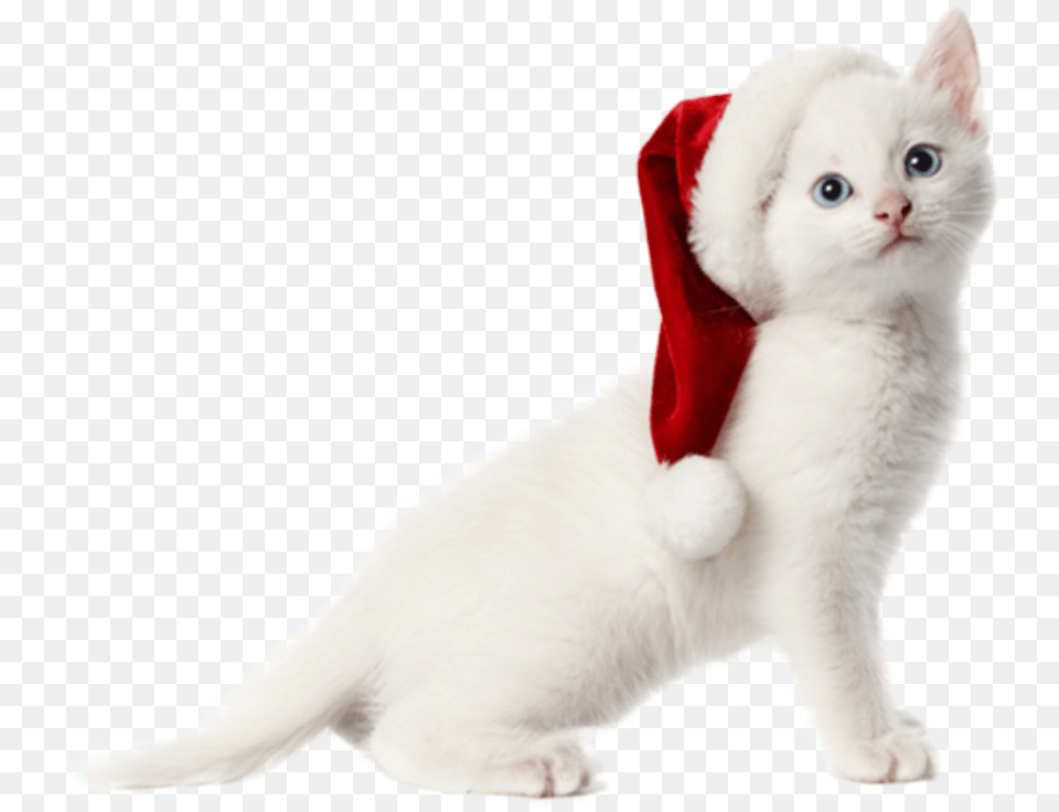 Christmas Cat Christmas Cat Background, Angora, Animal, Kitten, Mammal Png Image
