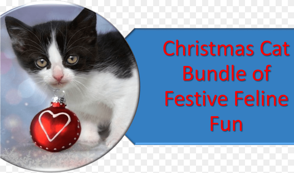 Christmas Cat Christmas Sunday Quotes, Accessories, Animal, Mammal, Pet Free Png Download