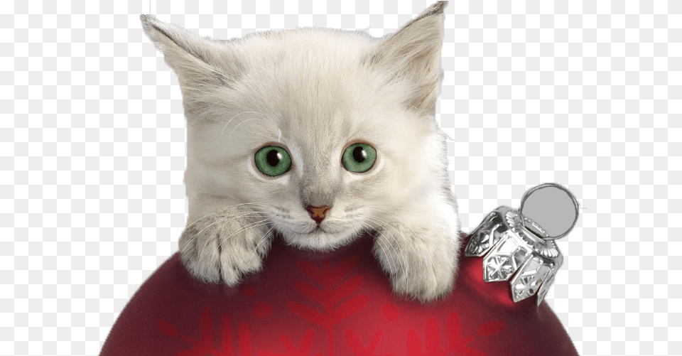 Christmas Cat Kitten Wallpaper Christmas Cat, Angora, Animal, Mammal, Pet Free Transparent Png