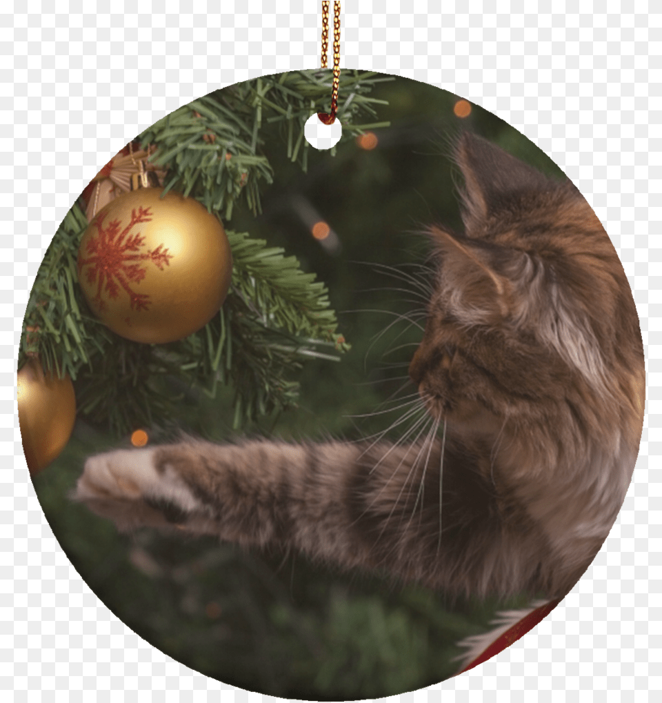 Christmas Cat Ornaments Christmas Cat Meme, Accessories, Mammal, Pet, Animal Png Image