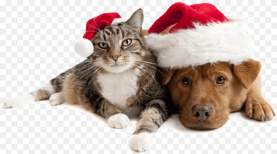 Christmas Cats And Dogs Download Christmas Cat And Dog, Animal, Pet, Mammal, Canine Png