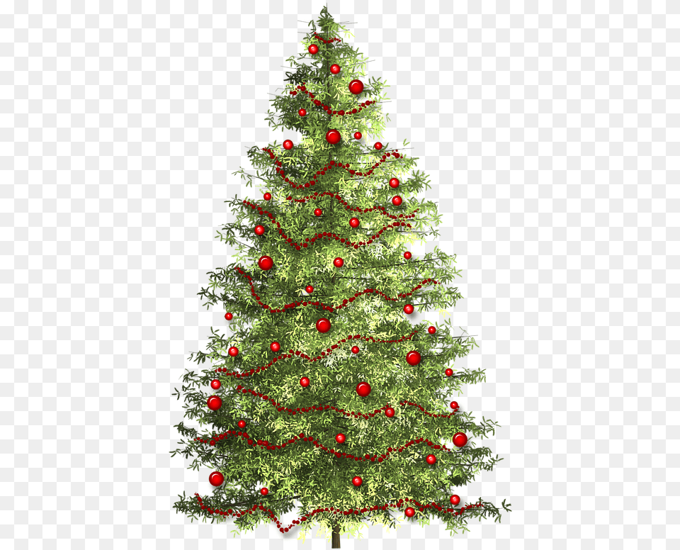 Christmas Christmas Tree Christmas Time Photo Christmas Tree, Plant, Christmas Decorations, Festival, Christmas Tree Free Png Download