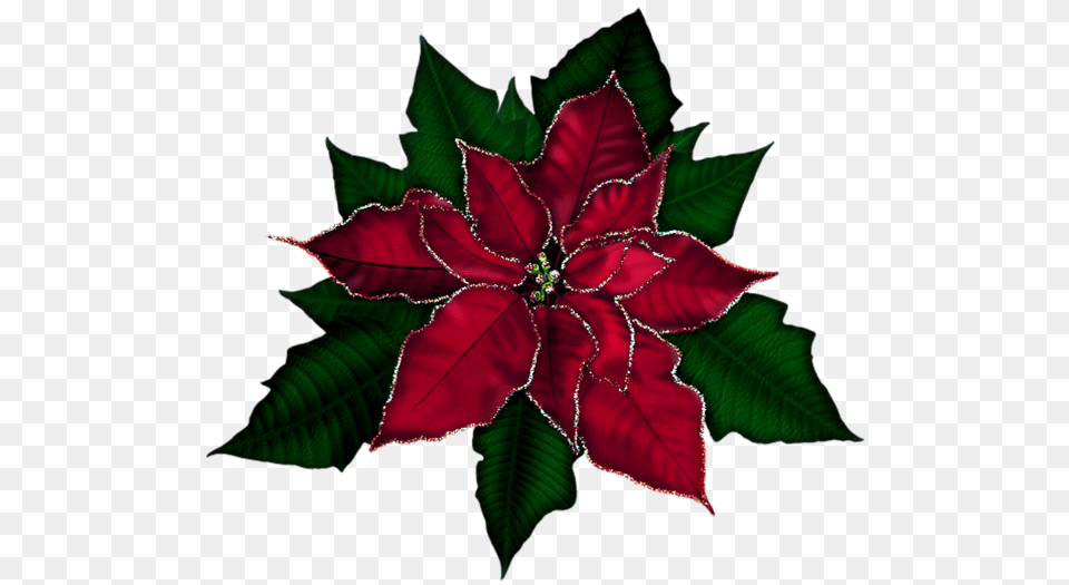 Christmas Clip Art Christmas, Leaf, Maroon, Plant, Flower Free Png Download