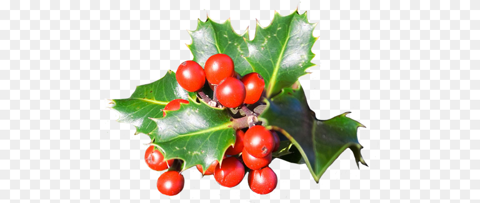 Christmas Clip Art Christmas Berries, Leaf, Plant, Food, Fruit Free Png Download