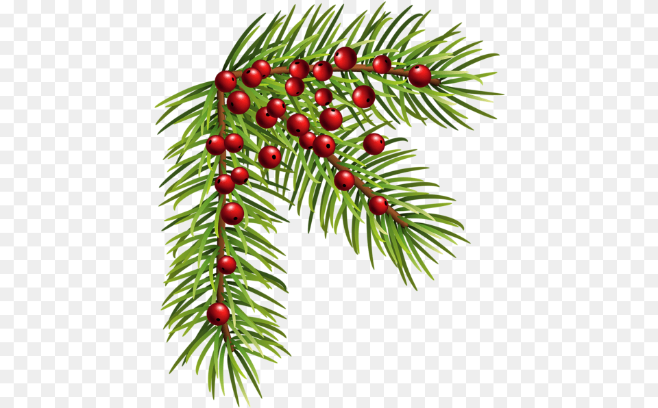 Christmas Corner Border Christmas Clipart Pine, Conifer, Plant, Tree, Yew Free Transparent Png