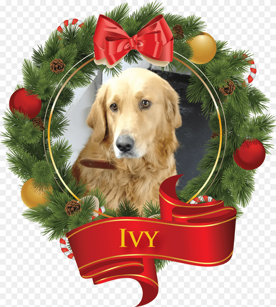 Christmas Day, Animal, Canine, Dog, Golden Retriever Free Png