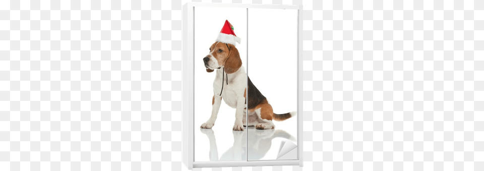 Christmas Day, Animal, Canine, Clothing, Dog Free Png Download