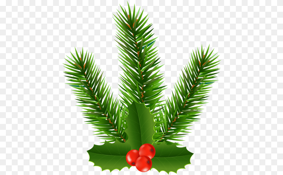 Christmas Day, Conifer, Leaf, Plant, Tree Png Image