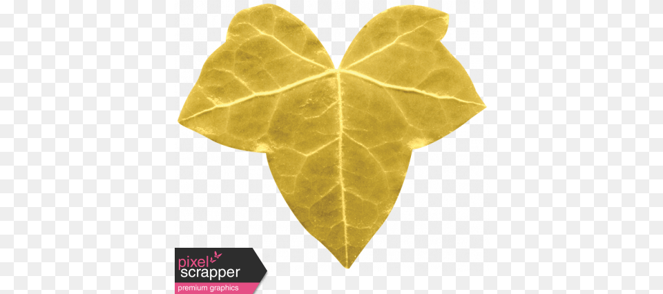Christmas Day Araliaceae, Leaf, Plant, Animal, Reptile Png Image