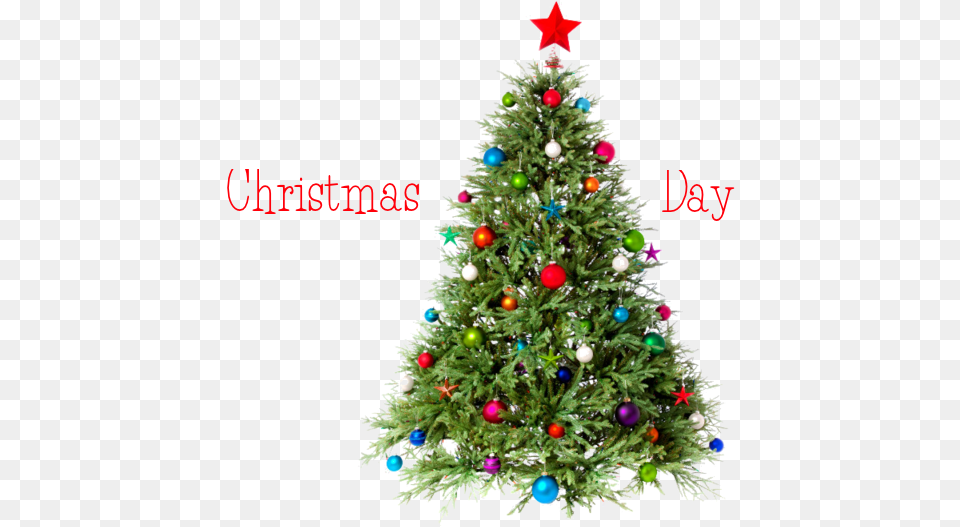 Christmas Day Tree Merry Christmas Tree, Plant, Christmas Decorations, Festival, Christmas Tree Png Image