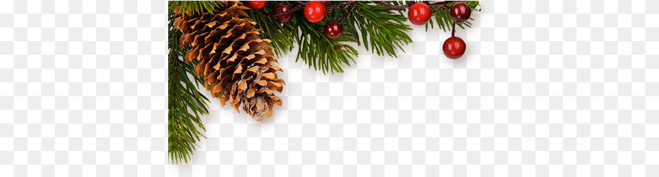 Christmas Decor Real Christmas Decor, Conifer, Plant, Tree, Fir Png Image