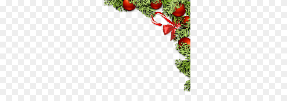 Christmas Decorations Plant, Tree, Conifer, Christmas Decorations Free Png