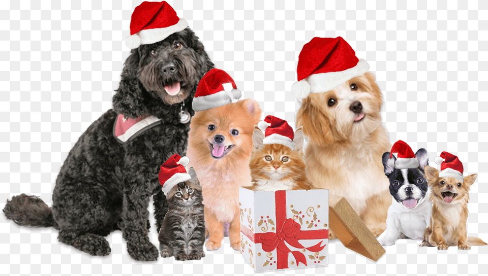 Christmas Dog Cat Christmas Dog And Cat, Animal, Canine, Mammal, Pet Png