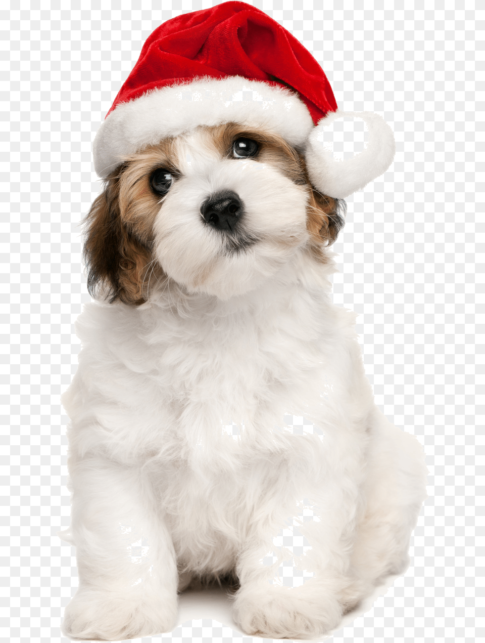 Christmas Dog Toronto Walking Santa Hat On Dog, Animal, Canine, Mammal, Pet Png