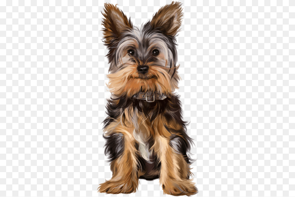 Christmas Dogs Yorkies, Animal, Canine, Dog, Mammal Png