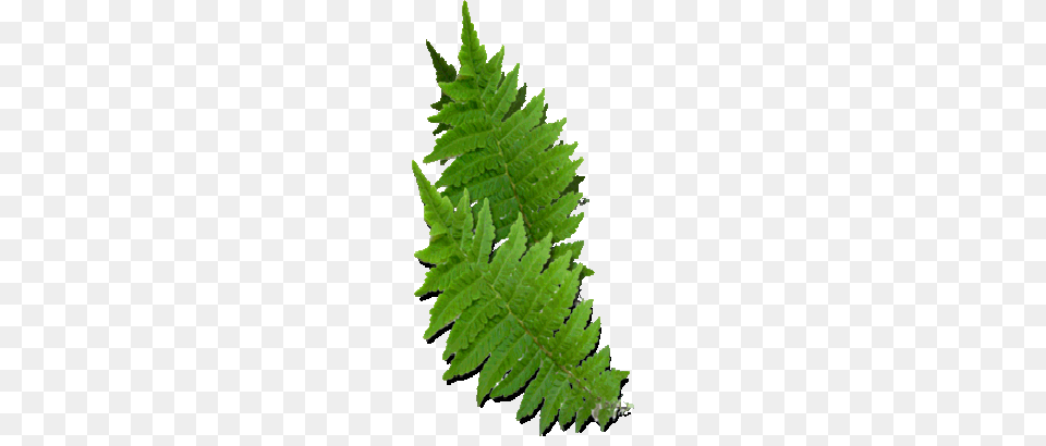 Christmas Fern Plants Roots For Sale Buy Christmas Fern Online, Leaf, Plant Png Image
