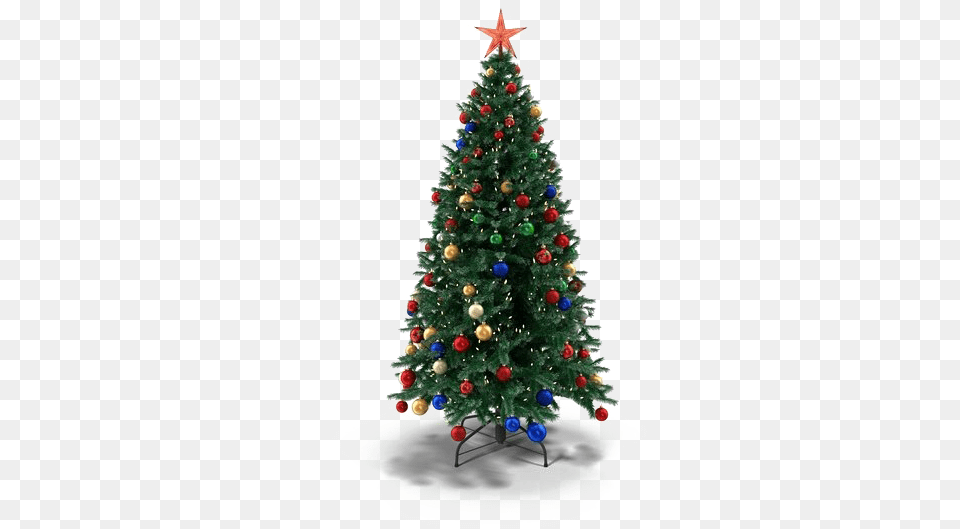 Christmas Fir Real Christmas Tree, Plant, Christmas Decorations, Festival, Christmas Tree Free Transparent Png