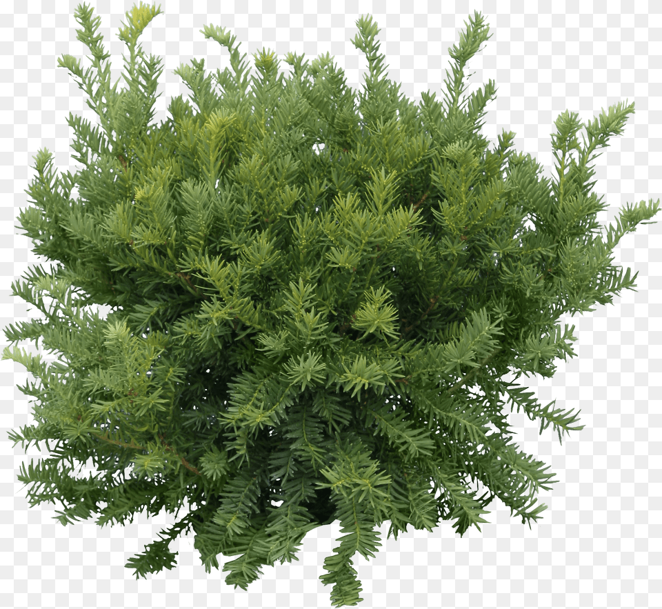 Christmas Fir Tree Background Image Play Pine Tree Top, Conifer, Plant, Vegetation, Yew Free Png Download