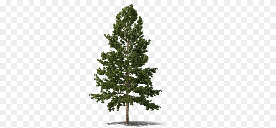 Christmas Fir Tree Play Evergreen Tree, Conifer, Pine, Plant Free Transparent Png