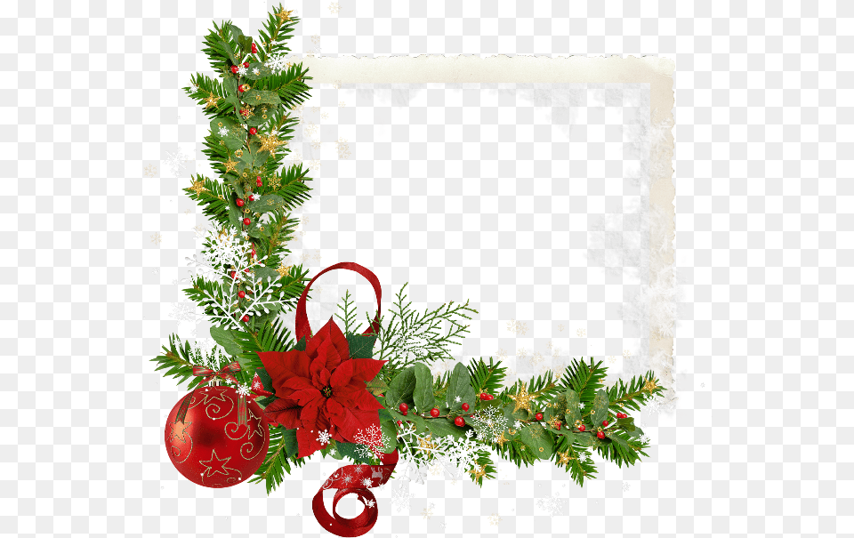 Christmas Flower, Christmas Decorations, Festival, Plant Png