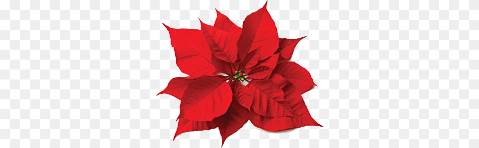 Christmas Flower, Leaf, Petal, Plant Png Image