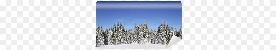 Christmas Forest, Fir, Pine, Plant, Tree Png