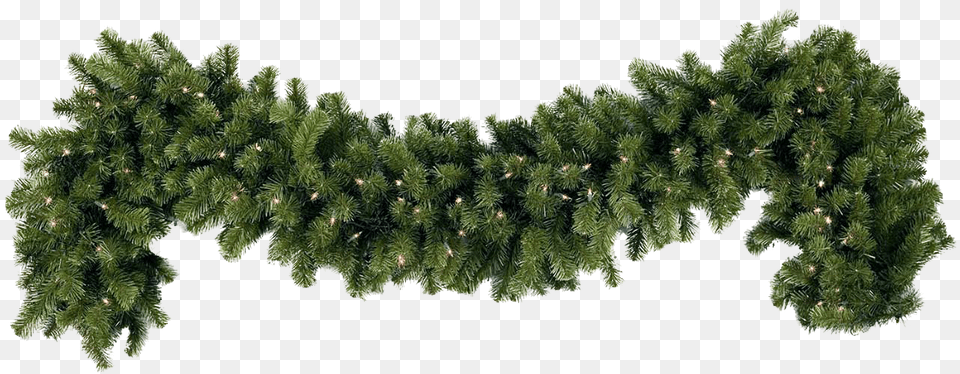Christmas Garland, Pine, Plant, Tree, Conifer Free Transparent Png
