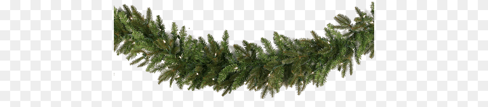 Christmas Garland, Conifer, Fir, Pine, Plant Png