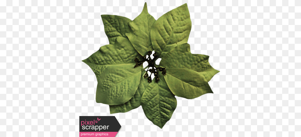 Christmas Green Poinsettia Graphic By Sheila Reid Poinsettia, Leaf, Plant, Tree, Tobacco Free Transparent Png