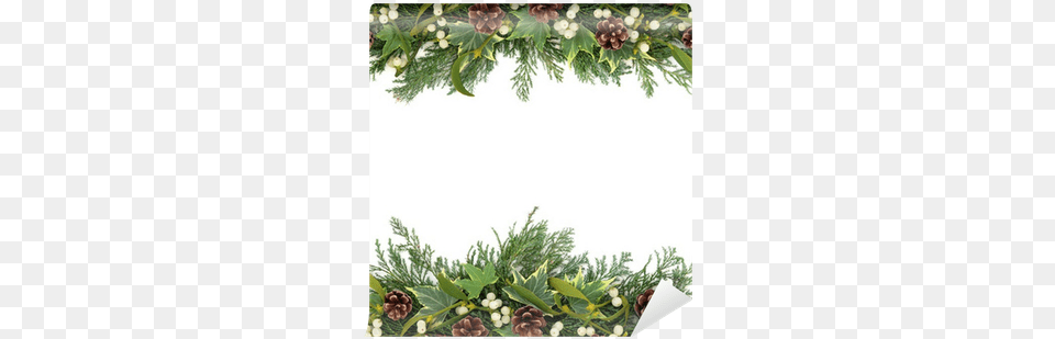 Christmas Greenery Border Wall Mural Christmas Greenery Border, Wreath, Plant, Tree, Leaf Free Transparent Png