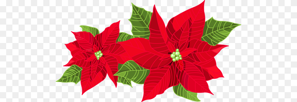 Christmas Greenery Clipart Nice Clip Art, Flower, Leaf, Petal, Plant Free Transparent Png