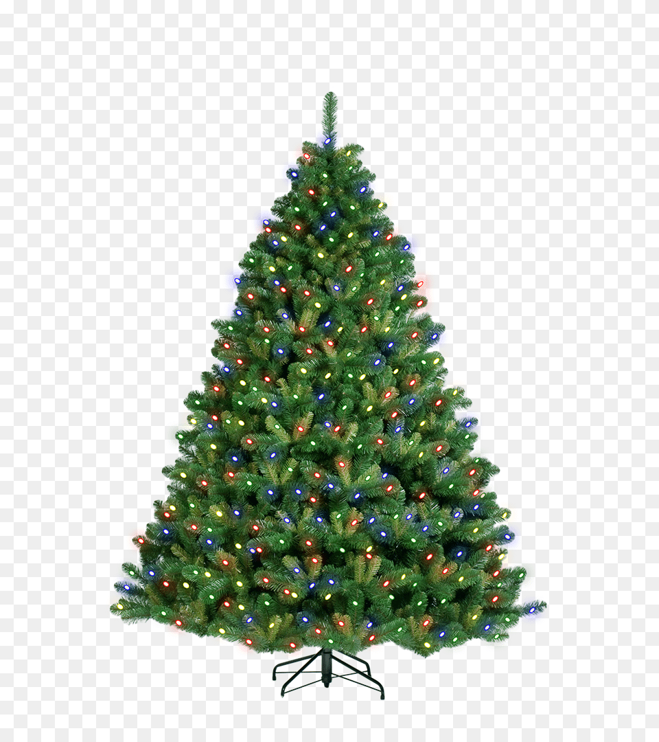 Christmas Greenery Poinsettias And Christmas Tree, Plant, Pine, Christmas Decorations, Festival Free Transparent Png