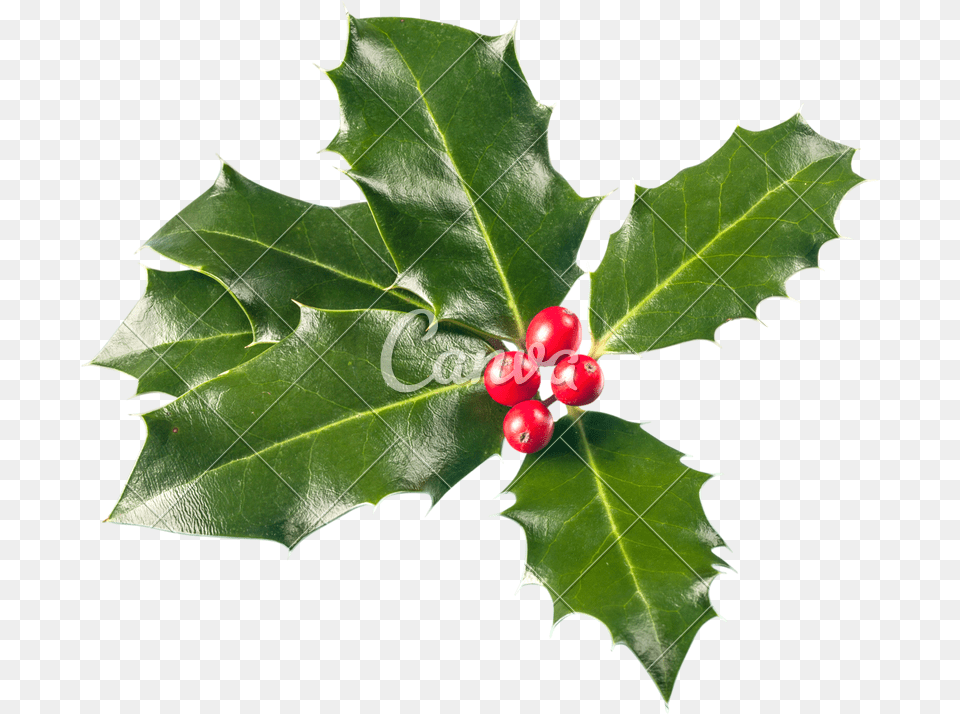 Christmas Holly, Leaf, Plant, Food, Fruit Png Image