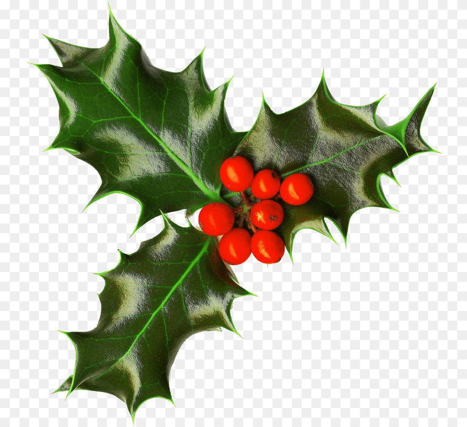 Christmas Holly 4 Nollaig Na Mban Funny, Leaf, Plant, Tree, Food Free Png