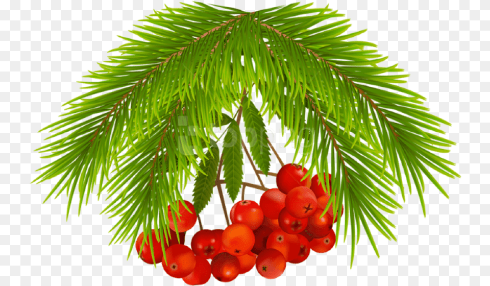 Christmas Holly Berries Images Portable Network Graphics, Conifer, Plant, Tree, Food Free Png Download