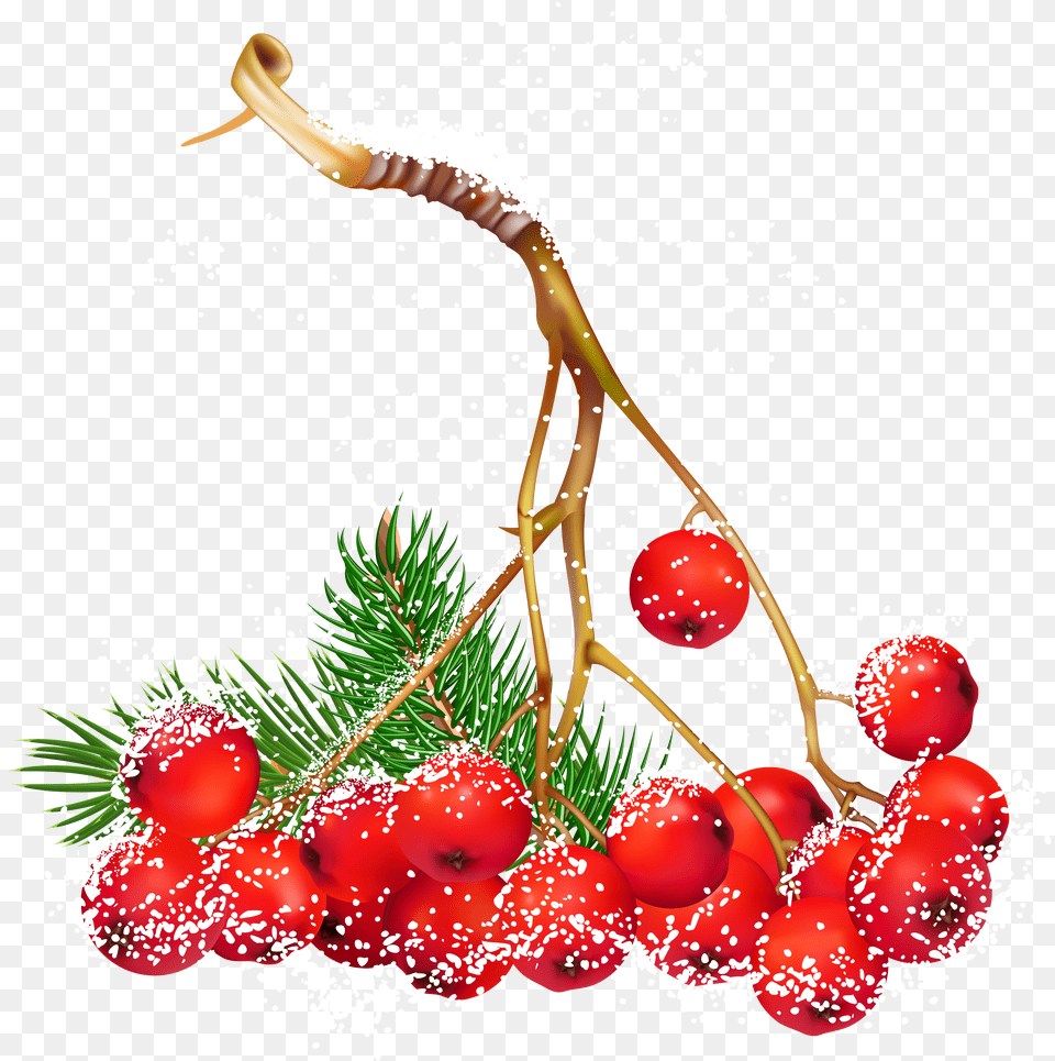 Christmas Holly Berry Christmas Red Berries Illustration Free Transparent Png